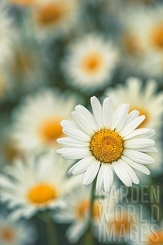 Daisy_OxEye_Daisy_Moon_Daisy_Leucanthemum_Vulgare_Closeup_of_flower_showing_white_petals_and_yelow_s
