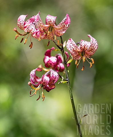 Lily_Turks_Cap_Lilly_Lilium_superbum_Closeup_side_view_of_colourful_flowers_growing_outdoor