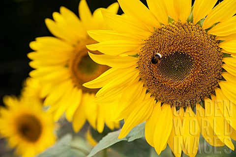 Sunflower_Helianthus_Bee_on_yellow_flower_growing_outdoor