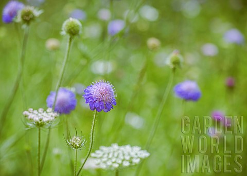 Scabious_Scabiosa_Closeup_of_mauve_coloured_flower_growing_in_wild_meadow