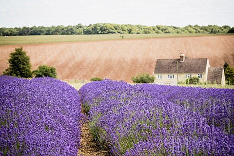 Lavender_Lavdendula_Rows_of_purple_coloured_flowers_growing_outdoor_on_farm