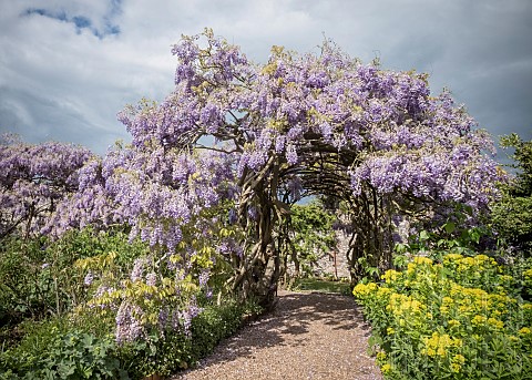 Wisteria_Mauves_coloured_flowers_gowing_outdoor_as_arch_in_a_garden