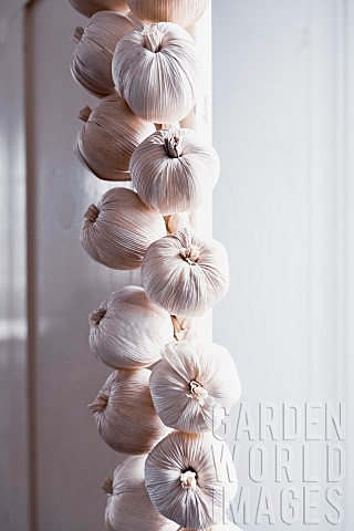 Garlic_Allium_Sativum_A_braid_of_hanging_garlic_bulbs_in_a_kitchen