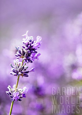 Lavender_Lavandula_Mauve_coloured_flowers_growing_outdoor