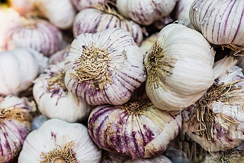 Garlic_Allium_Sativum_Closeup_of_fresh_garlic