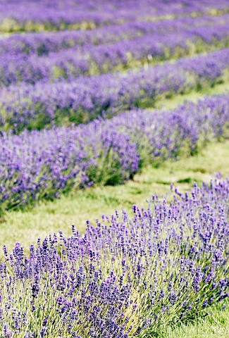 Lavender_Lavandula_Mauve_coloured_flowers_growing_outdoor