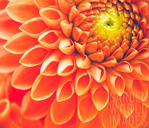 Dahlia_Closeup_of_orange_coloured_flower_showing_petal_pattern