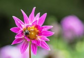 Dahlia, Bumble bee on pink coloured flower growing outdoor.