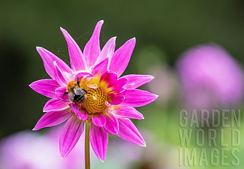 Dahlia_Bumble_bee_on_pink_coloured_flower_growing_outdoor