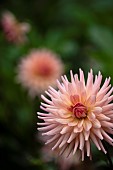 Dahlia, Pink coloured spikey flower growing outdoor.