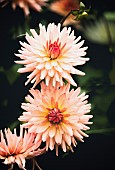 Dahlia, Pink coloured spikey flowers growing outdoor.