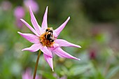 Dahlia, Bumble bees on pink coloured flower growing outdoor.