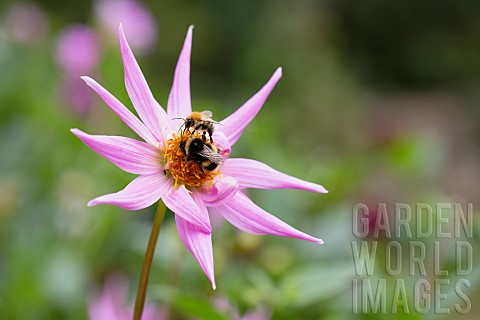 Dahlia_Bumble_bees_on_pink_coloured_flower_growing_outdoor