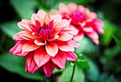 Dahlia, Pink coloured shaggy flower growing outdoor.