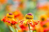 Sneezeweed, Helenium Moerheim Beauty, Orange coloured flowers growing outdoor.