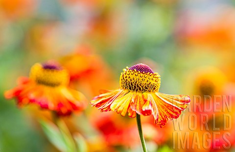 Sneezeweed_Helenium_Moerheim_Beauty_Orange_coloured_flowers_growing_outdoor