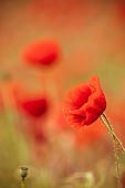 Poppy, Papaveraceae, Side view of red coloured flower growing outdoor.