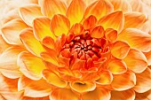 Dahlia, Close up of orange coloured flower showing petal pattern.