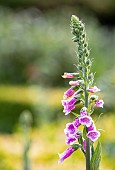 Foxglove, Digitalis, Pink coloured flowers emerging from tall stem.