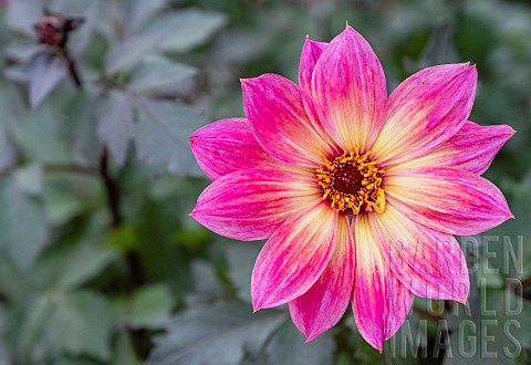 Dahlia_Dahlia_Australis_Closeup_opf_pink_coloured_flower_showing_petals_and_stamen