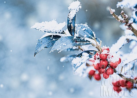 Holly_Hollybush_Ilex_Auifolium_Alaska_A_sprinkle_of_snow_on_a_holly_bush_with_red_berries
