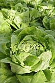 Lettuce ‘Arctic King;, Lactuca sativa ‘Arctic King’, Close up aerial view of green salad vegetable.