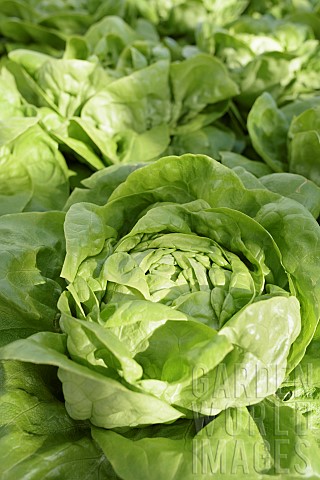 Lettuce_Arctic_King_Lactuca_sativa_Arctic_King_Close_up_aerial_view_of_green_salad_vegetable