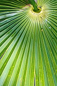 Trachycarpus Palm - Chinese fan palm, Trachycarpus fortuneitrachycarpus fortunei