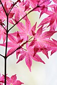Acer, Japanese maple, Acer palmatum Shindeshojo, Acer palmatum shindeshojo
