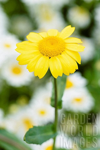 Corn_marigold_Chrysanthemum_segetum_Single_yellow_coloured_flower_growing_outdoor