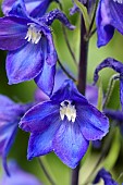 Delphinium, Delphinium elatum cultivar, Blues coloured flowers growing outdoor.
