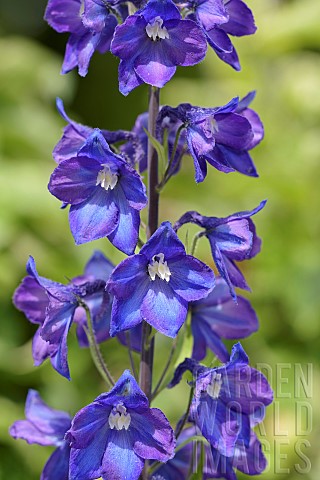 Delphinium_Delphinium_elatum_cultivar_Blues_coloured_flowers_growing_outdoor