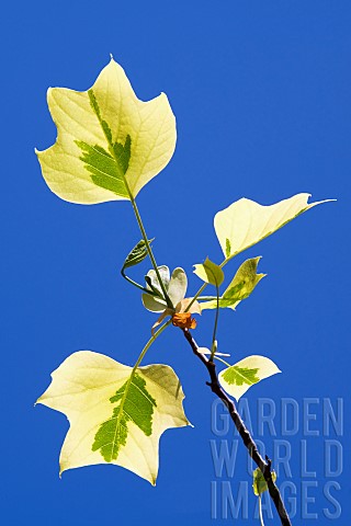 Tulip_tree_Aureomarginatum_Liriodendron_tulipifera_Aureomarginatum_Backlit_yellow_leaves_against_a_b