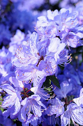 Rhododendron_Rhododendron_Hydon_Rodney_Mass_of_mauve_coloured_flowers_growing_outdoor