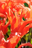 Tulip, Tulipa Rigas Barikades, Tulipa Rigas Barikades, Detail of orange coloured flowers growing outdoor.