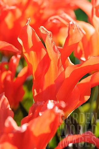Tulip_Tulipa_Rigas_Barikades_Tulipa_Rigas_Barikades_Detail_of_orange_coloured_flowers_growing_outdoo