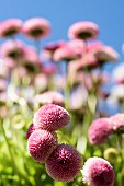 Daisy, Double daisy, Bellis perennis, side view of pink flowers growing outdoor. with blue sky behind.