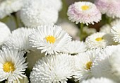 Daisy, Double daisy, Bellis perennis, White flowers growing outdoor in a garden.