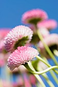 Daisy, Double daisy, Bellis perennis, side view of pink flowers growing outdoor. with blue sky behind.