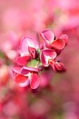 Broom, Cytisus, Close up detail of pink coloured flower growing outdoor.