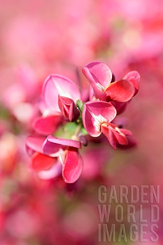 Broom_Cytisus_Close_up_detail_of_pink_coloured_flower_growing_outdoor