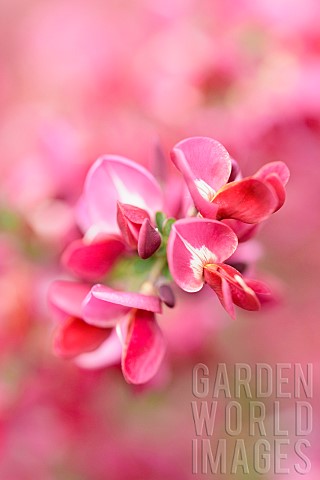 Broom_Cytisus_Close_up_detail_of_pink_coloured_flower_growing_outdoor