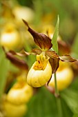 Orchid, Ladys slipper orchid, Cypripedium Parville, Yellow coloured flower growing outdoor.