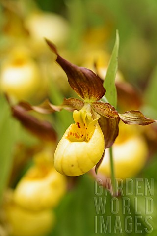 Orchid_Ladys_slipper_orchid_Cypripedium_Parville_Yellow_coloured_flower_growing_outdoor