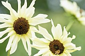 Sunflower Italian White, Helianthus annuus Italian White, Two yellow flowers growing outdoor.