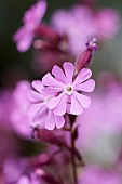 Campion, Red campion, Silene dioica, Pink coloured flowers growing outdoor.