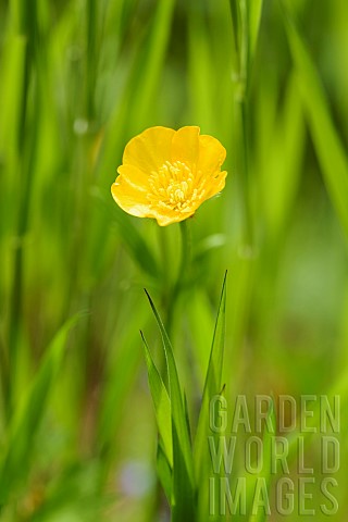 Buttercup_Meadow_buttercup_Ranunculus_acris_Single_yellow_flower_growing_outdoor_amid_green_foliage