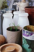 SEEDLINGS IN RECYCLED TOILET ROLL; RECYCLED CONTAINERS