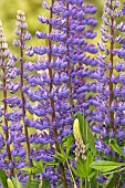 Lupin, Lupinus, Purple coloured flowers growing outdoor.