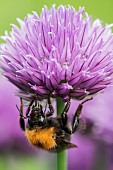Chive, Allium schoenoprasum, Tree Bumble Bee, Bombus hypnorum, feeding  on flower in a garden border.